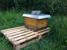 Erster Einzug am Lehrbienenstand